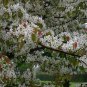 Chinese Pear, (Ussurian Pear), Pyrus ussuriensis, Tree Seeds (Fast, Fall Color)
