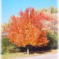 Chinese Pear, (Ussurian Pear), Pyrus ussuriensis, Tree Seeds (Fast, Fall Color)
