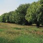 Chinese Pear, (Ussurian Pear), Pyrus ussuriensis, Tree Seeds (Fast, Fall Color)