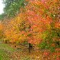 Chinese Pear, (Ussurian Pear), Pyrus ussuriensis, Tree Seeds (Fast, Fall Color)