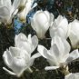Yulan Magnolia, Magnolia denudata, Tree Seeds (Showy Fragrant Flowers)