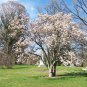 Yulan Magnolia, Magnolia denudata, Tree Seeds (Showy Fragrant Flowers)