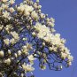 Yulan Magnolia, Magnolia denudata, Tree Seeds (Showy Fragrant Flowers)