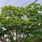Yulan Magnolia, Magnolia denudata, Tree Seeds (Showy Fragrant Flowers)