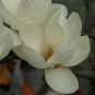 Yulan Magnolia, Magnolia denudata, Tree Seeds (Showy Fragrant Flowers)