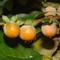 Date Plum Persimmon, Diospyros lotus, Tree Seeds (Edible, Showy, Fall Color )