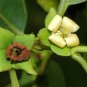 Date Plum Persimmon, Diospyros lotus, Tree Seeds (Edible, Showy, Fall Color )