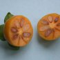 Date Plum Persimmon, Diospyros lotus, Tree Seeds (Edible, Showy, Fall Color )