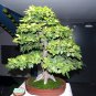 European Hornbeam, Carpinus betulus, Tree Seeds (Fall Color, Bonsai, Topiary)