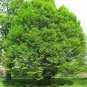 European Hornbeam, Carpinus betulus, Tree Seeds (Fall Color, Bonsai, Topiary)