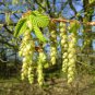 European Hornbeam, Carpinus betulus, Tree Seeds (Fall Color, Bonsai, Topiary)