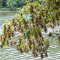 European Hornbeam, Carpinus betulus, Tree Seeds (Fall Color, Bonsai, Topiary)
