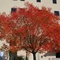 Chinese Pistache, (Pistachio) Pistacia chinensis, Tree Seeds (Fast, Fall Color)