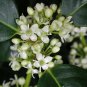 Chinese Holly, Ilex cornuta, Shrub Seeds (Showy Evergreen, Topiary, Hedge)