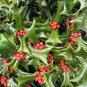 Chinese Holly, Ilex cornuta, Shrub Seeds (Showy Evergreen, Topiary, Hedge)