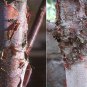 50 Chinese Red Birch, Betula albo sinensis, Tree Seeds (Fast, Fall Color, Hardy)
