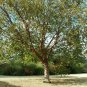 50 Chinese Red Birch, Betula albo sinensis, Tree Seeds (Fast, Fall Color, Hardy)