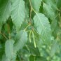 50 Chinese Red Birch, Betula albo sinensis, Tree Seeds (Fast, Fall Color, Hardy)