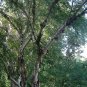 50 Chinese Red Birch, Betula albo sinensis, Tree Seeds (Fast, Fall Color, Hardy)