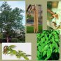 50 Chinese Red Birch, Betula albo sinensis, Tree Seeds (Fast, Fall Color, Hardy)