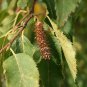 50 Chinese Red Birch, Betula albo sinensis, Tree Seeds (Fast, Fall Color, Hardy)