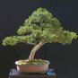 Japanese Yew, Taxus cuspidata capitata, Tree Seeds (Evergreen, Topiary)