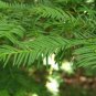 Japanese Yew, Taxus cuspidata capitata, Tree Seeds (Evergreen, Topiary)