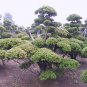 Japanese Yew, Taxus cuspidata capitata, Tree Seeds (Evergreen, Topiary)