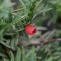 Japanese Yew, Taxus cuspidata capitata, Tree Seeds (Evergreen, Topiary)