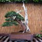 Japanese Yew, Taxus cuspidata capitata, Tree Seeds (Evergreen, Topiary)