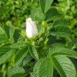 30 White Rugosa Rose, Rosa rugosa albiflora, Shrub Seeds (Fast, Hardy, Fragrant)