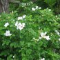 30 White Rugosa Rose, Rosa rugosa albiflora, Shrub Seeds (Fast, Hardy, Fragrant)