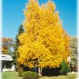 50 Paper Birch, Betula papyrifera, Tree Seeds (Fast, Hardy, Fall Color)