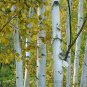 50 Paper Birch, Betula papyrifera, Tree Seeds (Fast, Hardy, Fall Color)
