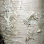 50 Paper Birch, Betula papyrifera, Tree Seeds (Fast, Hardy, Fall Color)