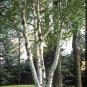 50 Paper Birch, Betula papyrifera, Tree Seeds (Fast, Hardy, Fall Color)