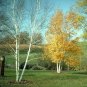 50 Paper Birch, Betula papyrifera, Tree Seeds (Fast, Hardy, Fall Color)