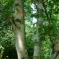 50 Paper Birch, Betula papyrifera, Tree Seeds (Fast, Hardy, Fall Color)