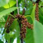 50 Paper Birch, Betula papyrifera, Tree Seeds (Fast, Hardy, Fall Color)