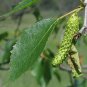50 Paper Birch, Betula papyrifera, Tree Seeds (Fast, Hardy, Fall Color)