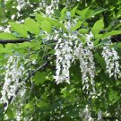 10 American Yellowwood, Cladrastis kentukea, Tree Seeds (Showy, Hardy, Fall Color)