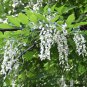 10 American Yellowwood, Cladrastis kentukea, Tree Seeds (Showy, Hardy, Fall Color)