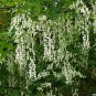 10 American Yellowwood, Cladrastis kentukea, Tree Seeds (Showy, Hardy, Fall Color)