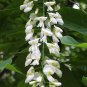 10 American Yellowwood, Cladrastis kentukea, Tree Seeds (Showy, Hardy, Fall Color)