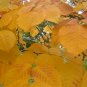 10 American Yellowwood, Cladrastis kentukea, Tree Seeds (Showy, Hardy, Fall Color)