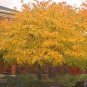 10 American Yellowwood, Cladrastis kentukea, Tree Seeds (Showy, Hardy, Fall Color)
