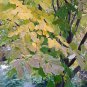 10 American Yellowwood, Cladrastis kentukea, Tree Seeds (Showy, Hardy, Fall Color)