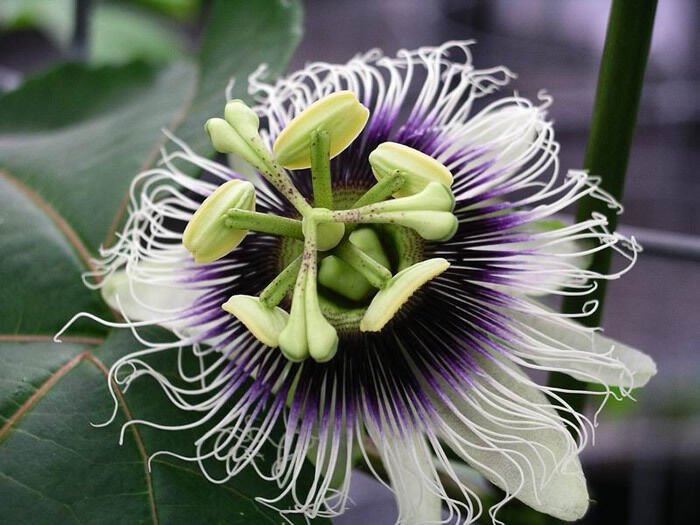 Purple Passion Fruit Vine, Passiflora edulis, Seeds (Fast, Edible, Showy)