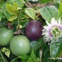 Purple Passion Fruit Vine, Passiflora edulis, Seeds (Fast, Edible, Showy)