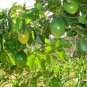 Purple Passion Fruit Vine, Passiflora edulis, Seeds (Fast, Edible, Showy)